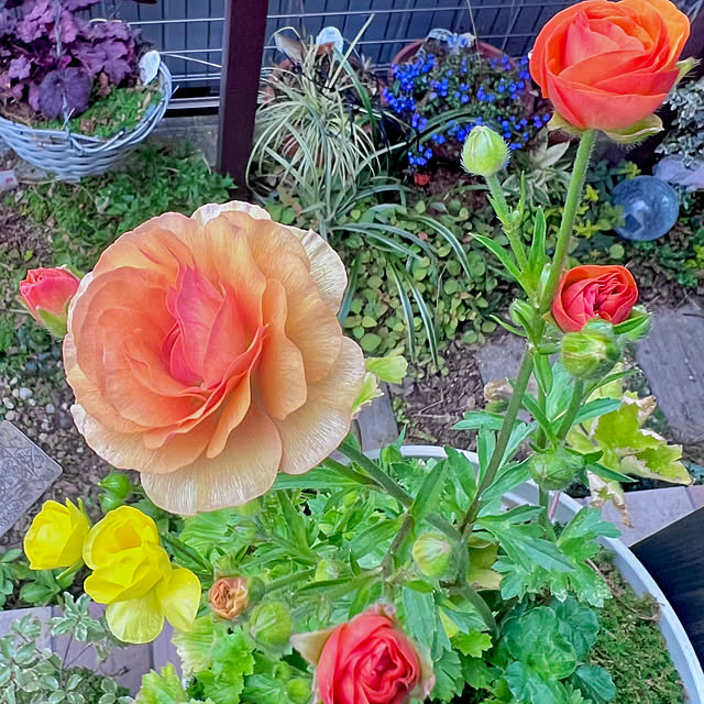 hinamamaさんの実例写真