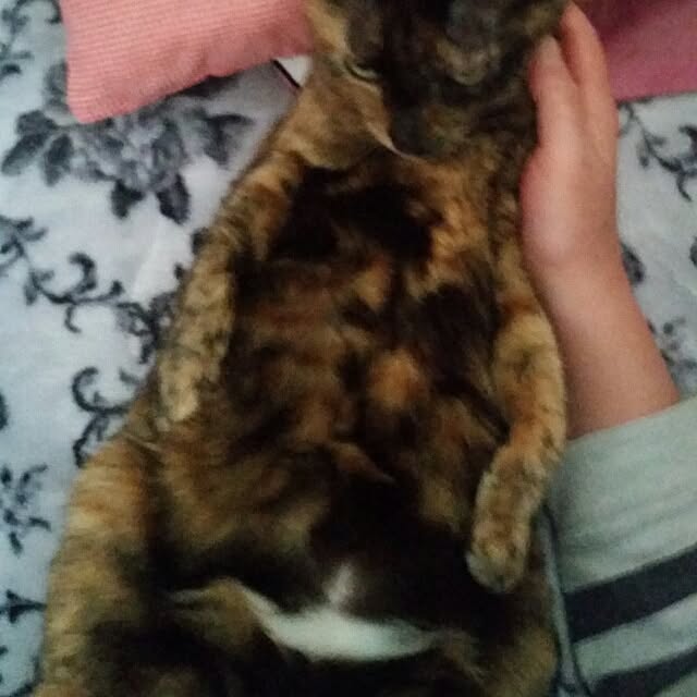 asianoneさんの実例写真