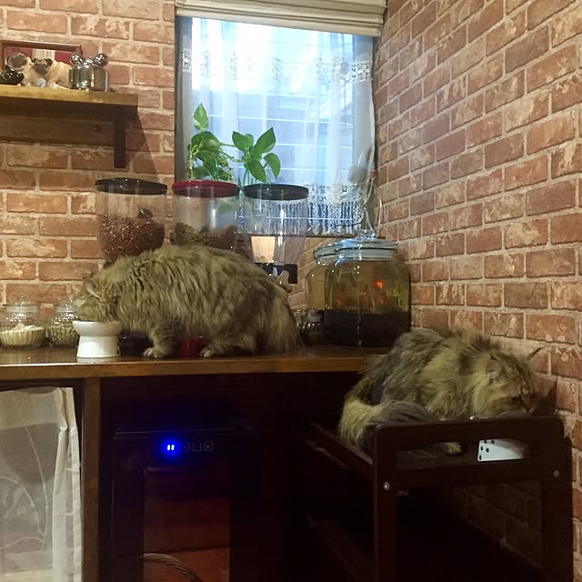 butachanさんの実例写真