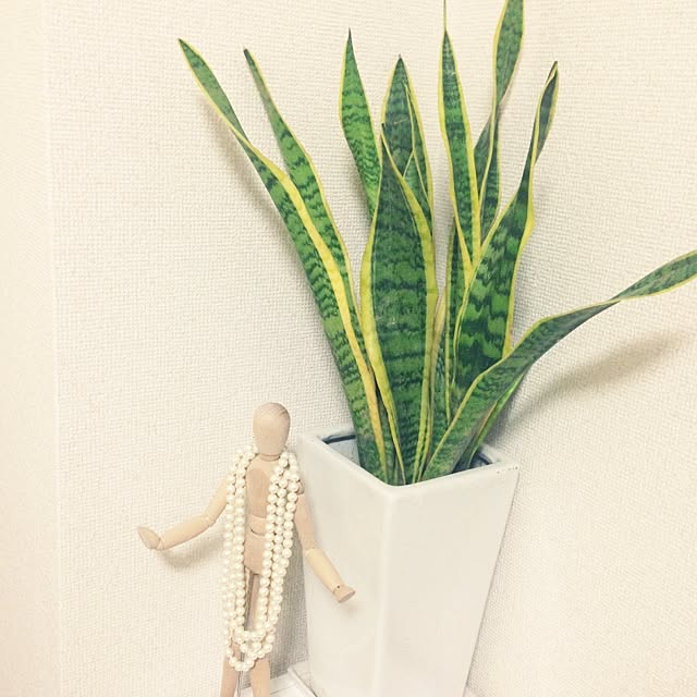 YASUNOさんの実例写真