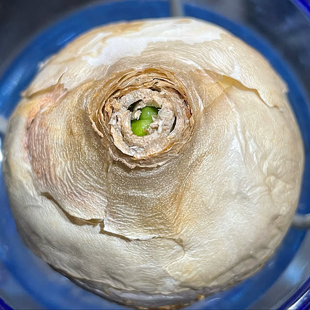buchiさんの実例写真