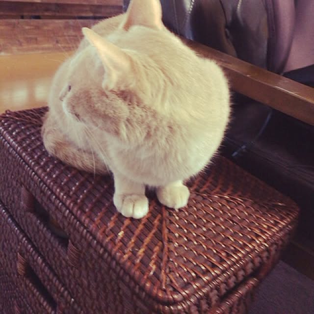 mikan161さんの実例写真