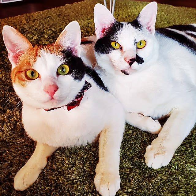 yukosanさんの実例写真