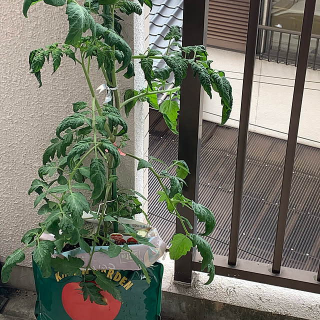 purinさんの実例写真
