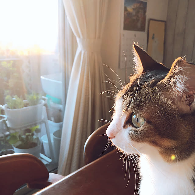 nekomiさんの実例写真