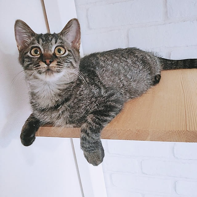 kirakirahikaruさんの実例写真