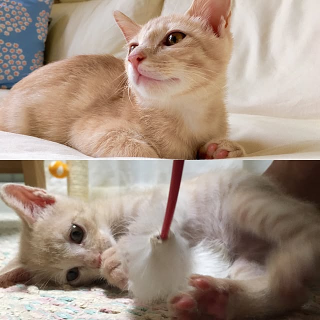 Chamさんの実例写真