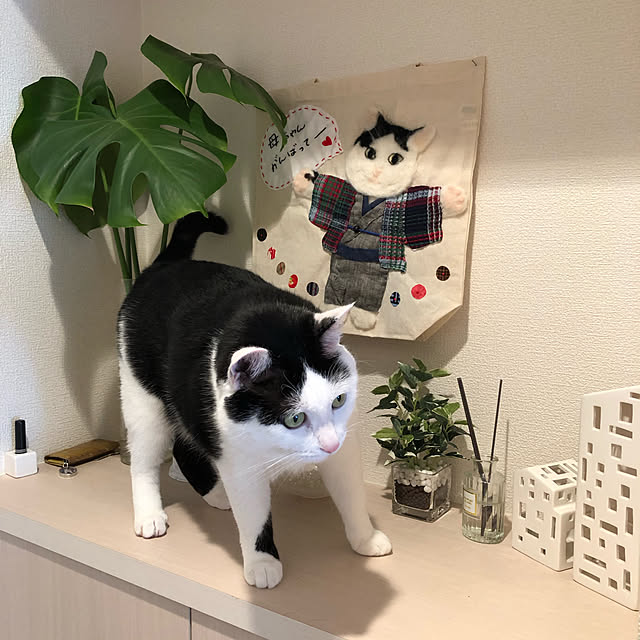 かめらまーく消し/一人暮らし/ねこ/ねこのいる日常/ホワイト化...などのインテリア実例 - 2019-09-10 11:23:33