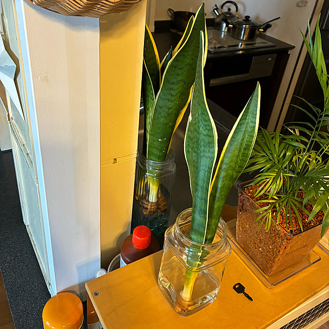 koshiregutyoさんの部屋