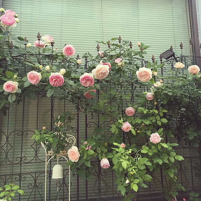 greenroseさんの部屋