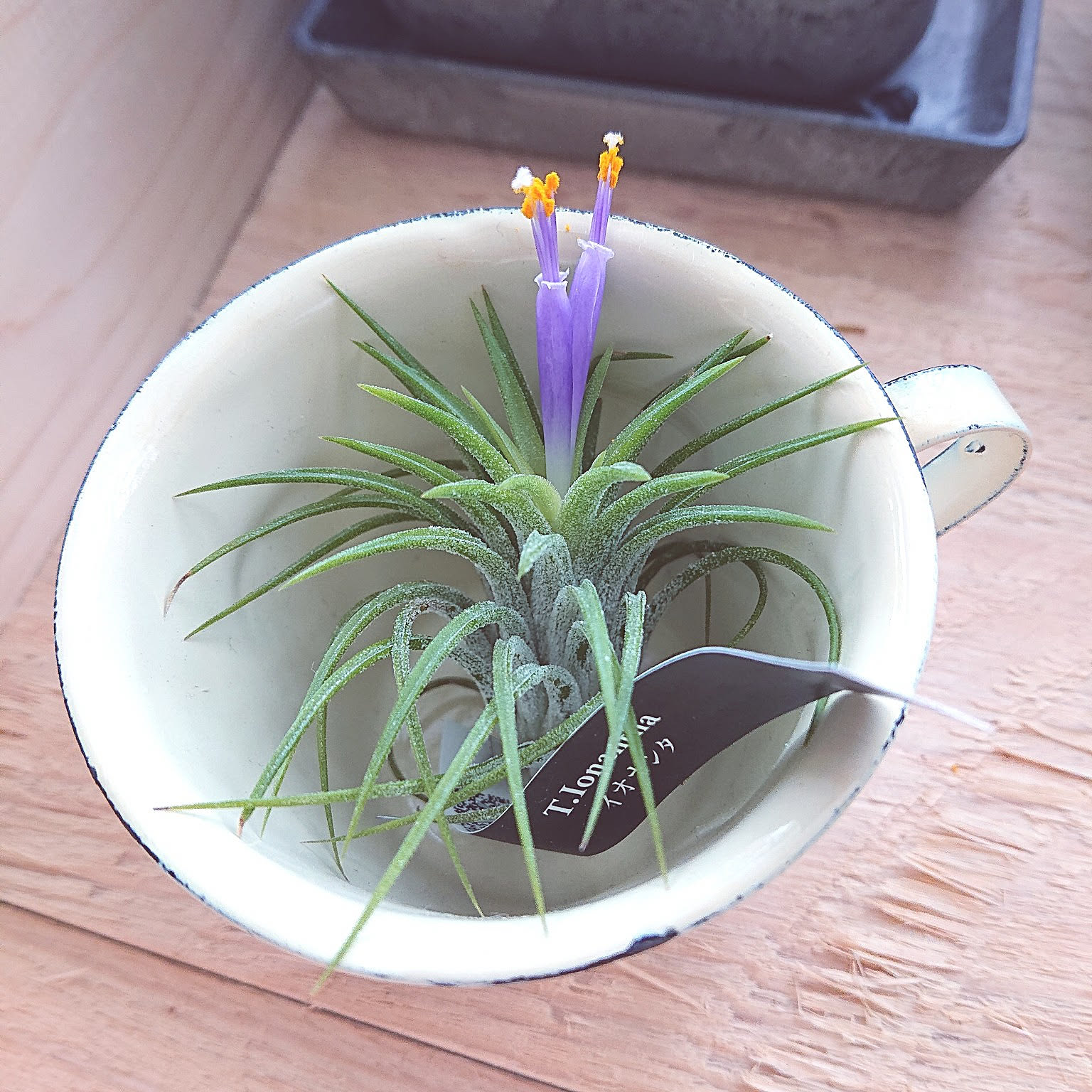 イオナンタ 植物のある暮らし エアプランツ チランジア 観葉植物 などのインテリア実例 21 06 14 58 37 Roomclip ルームクリップ