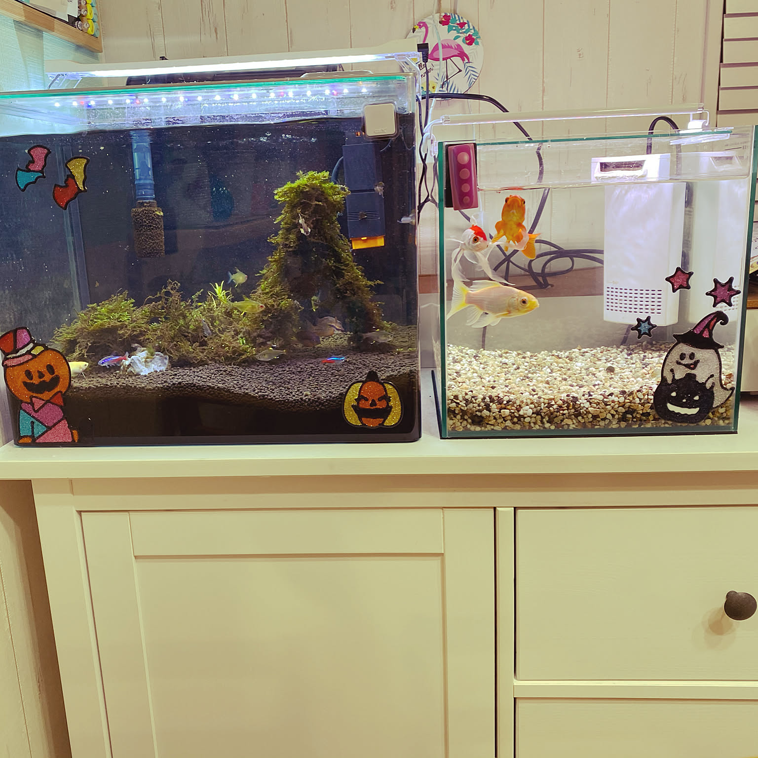 Ikea 金魚水槽 金魚 熱帯魚 熱帯魚水槽 などのインテリア実例 10 28 18 29 06 Roomclip ルームクリップ Ikea 金魚水槽 金魚 熱帯魚 熱帯魚水槽 などのインテリア実例 10 28 18 29 06 Roomclip ルームクリップ