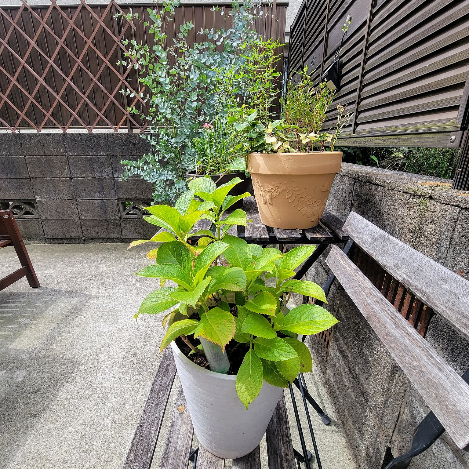 トレリス フェンス つる性 バラ 目かくし 目隠し 誘引 クレマチス