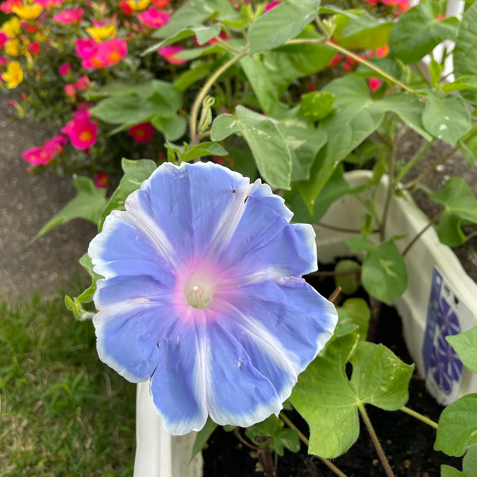 あさがお 夏 花のある暮らし お花に癒されます いつもみてくださり ありがとう などのインテリア実例 21 07 22 08 13 47 Roomclip ルームクリップ あさがお 夏 花のある暮らし お花に癒されます いつもみてくださり ありがとう などのインテリア実例 21 07 22 08 13 47 Roomclip ルームクリップ