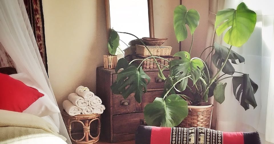 観葉植物のある風景