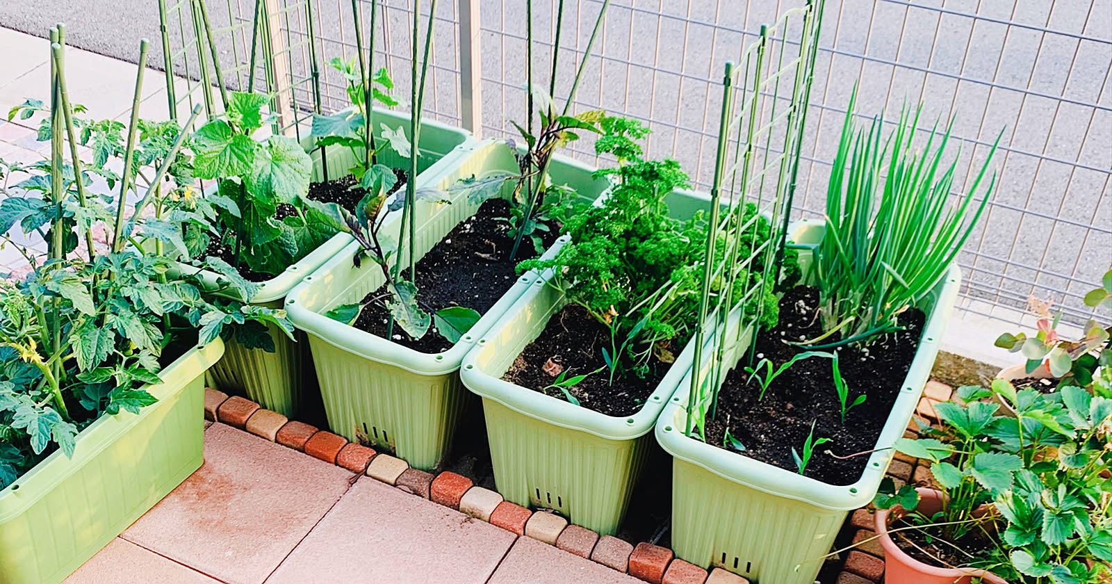 夏の家庭菜園