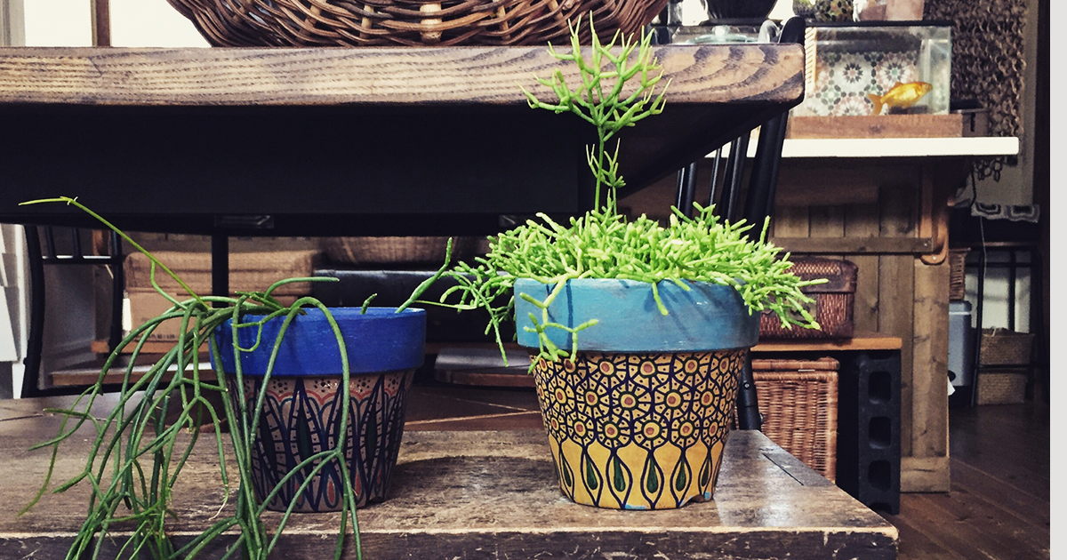 お気に入りの植木鉢