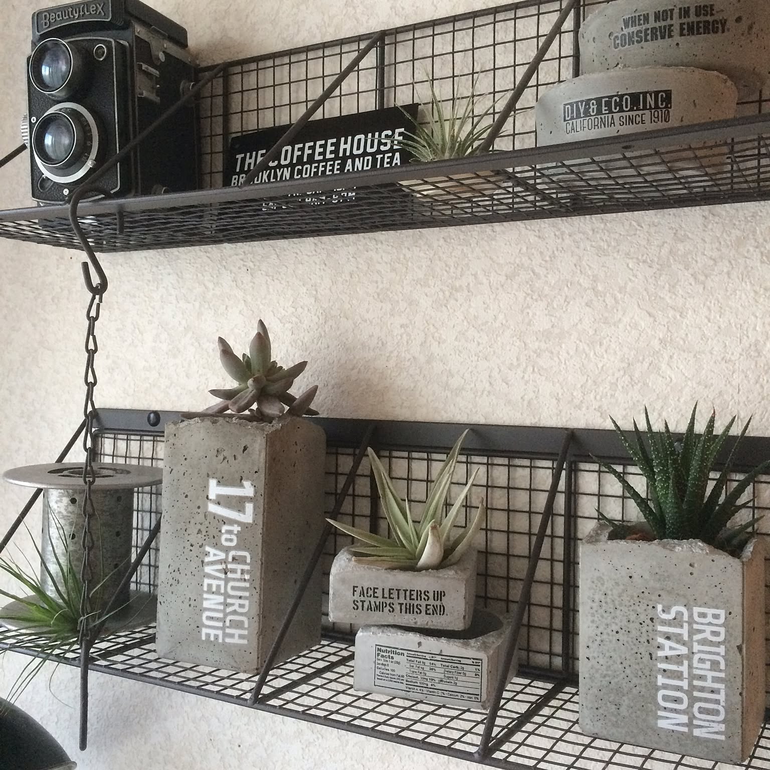 初めてでも簡単♪100均セメント鉢×多肉植物の楽しみ方