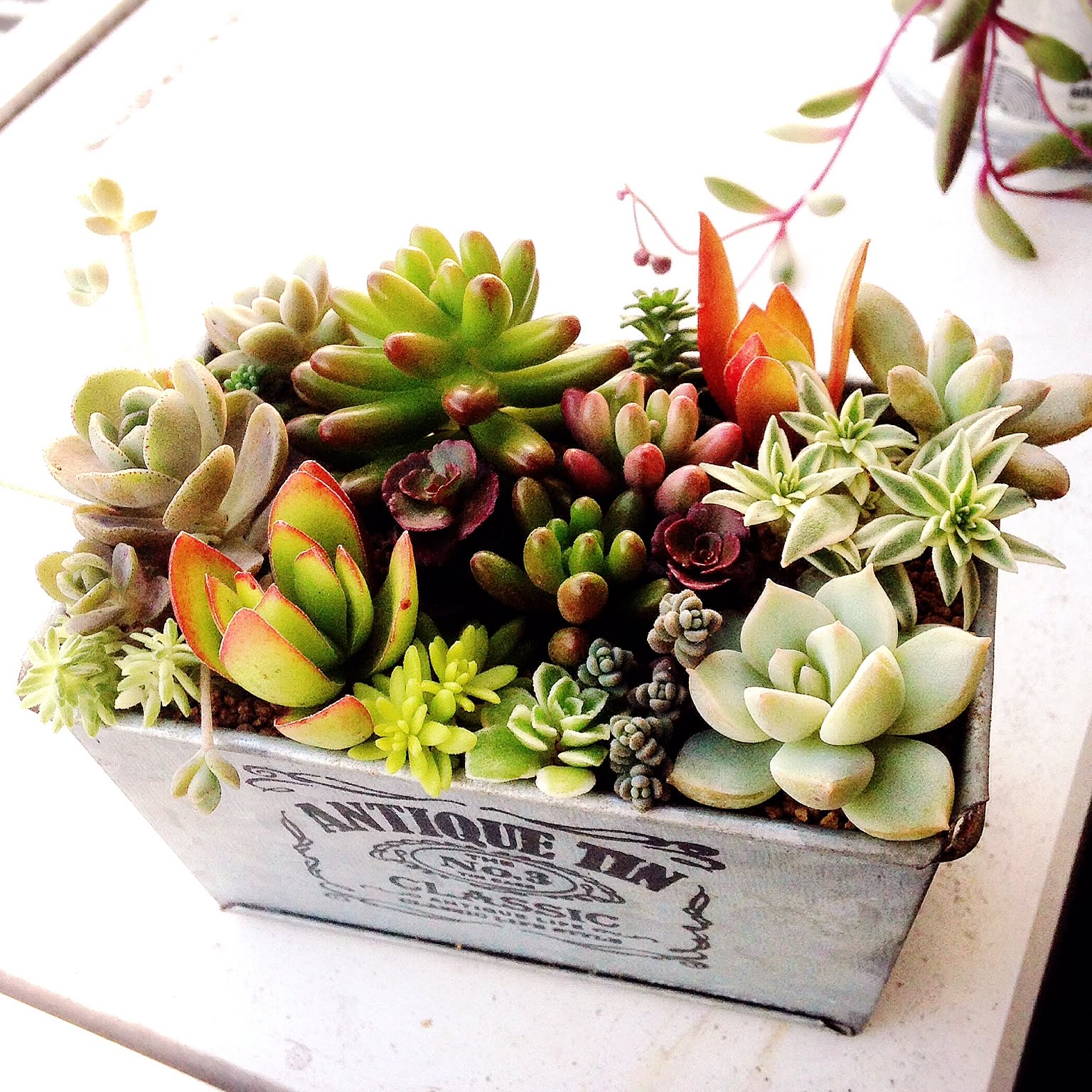 100円アイテムでナチュラル系ガーデニングを楽しもう♪