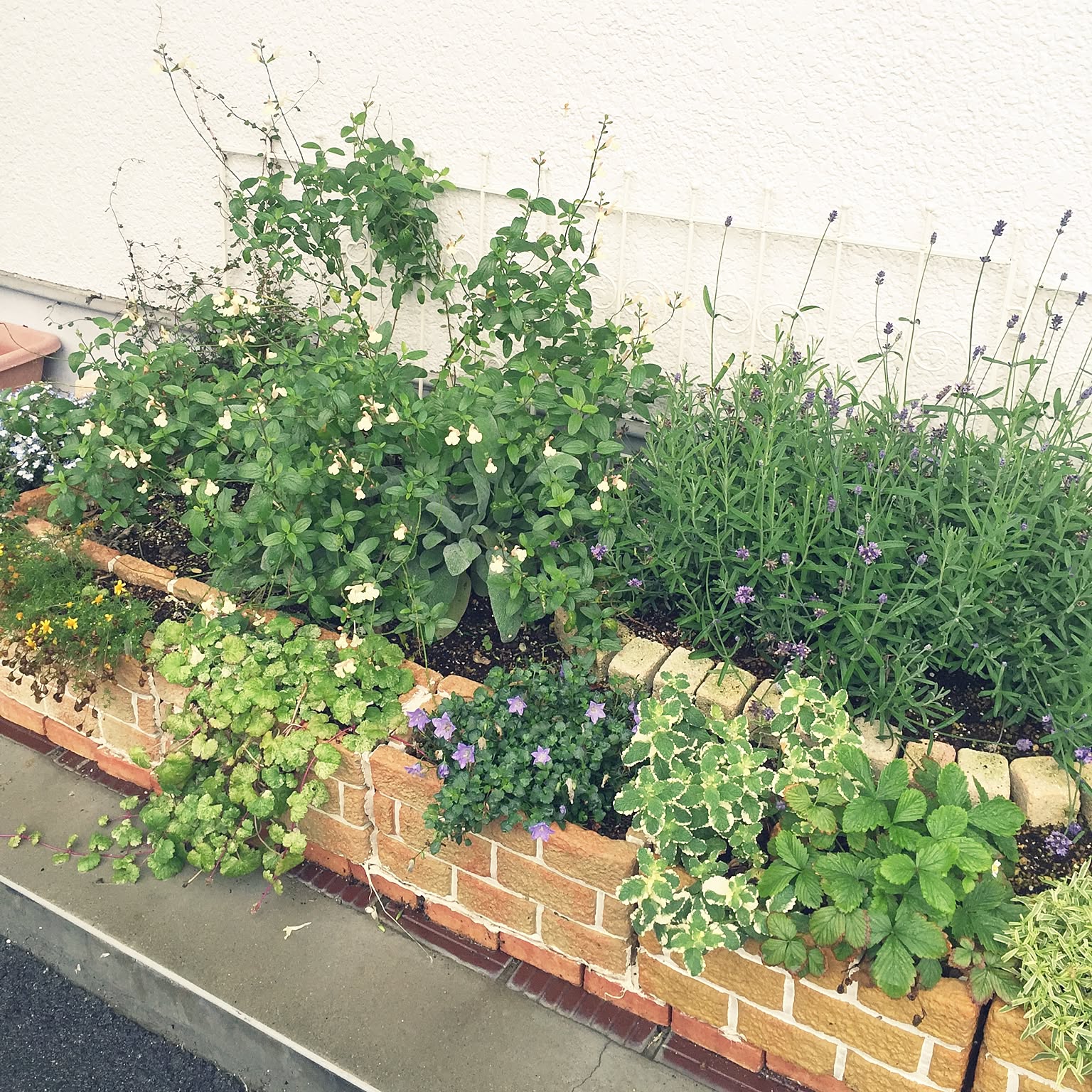 お花と合わせた寄せ植えで賑やかに