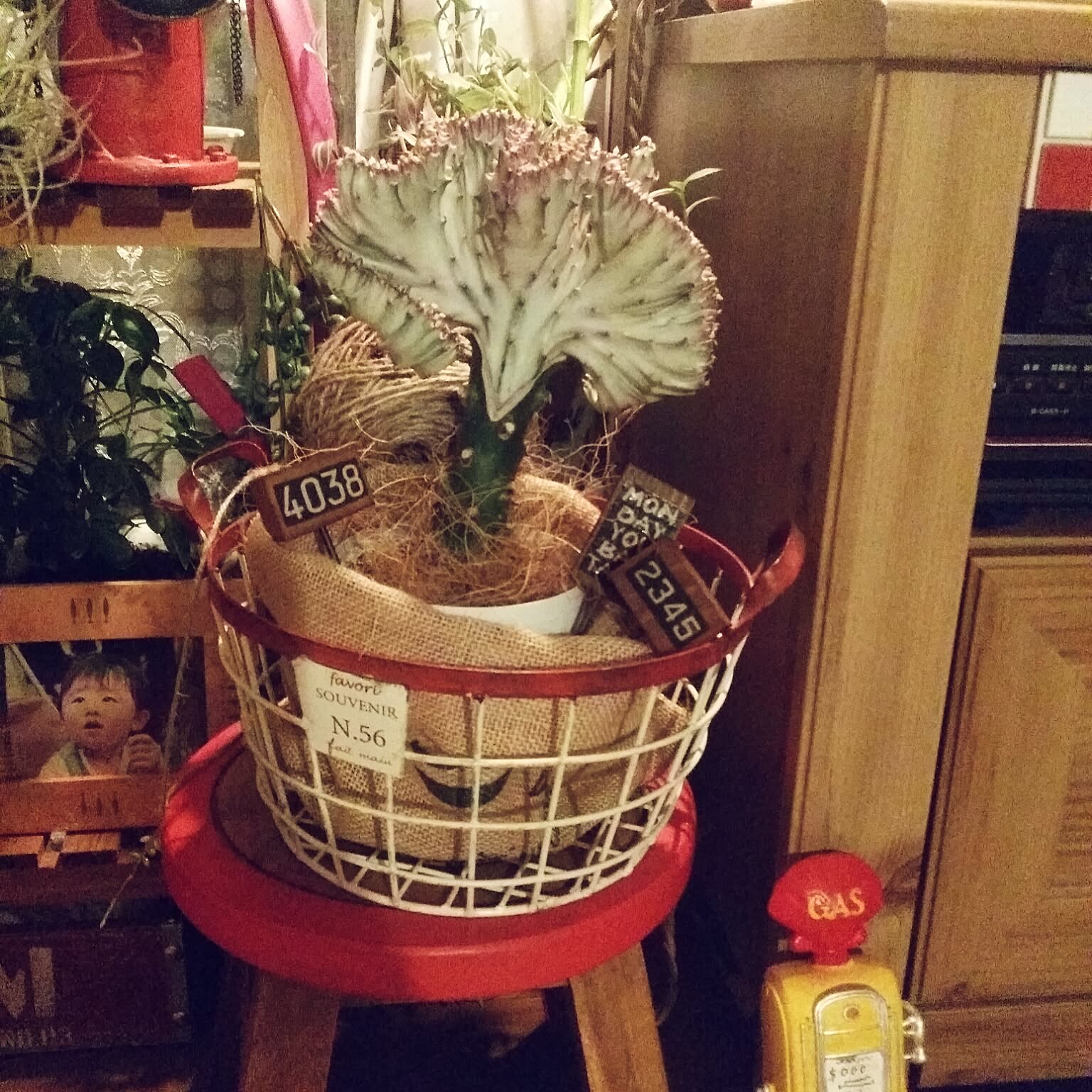 植物の鉢カバーとして