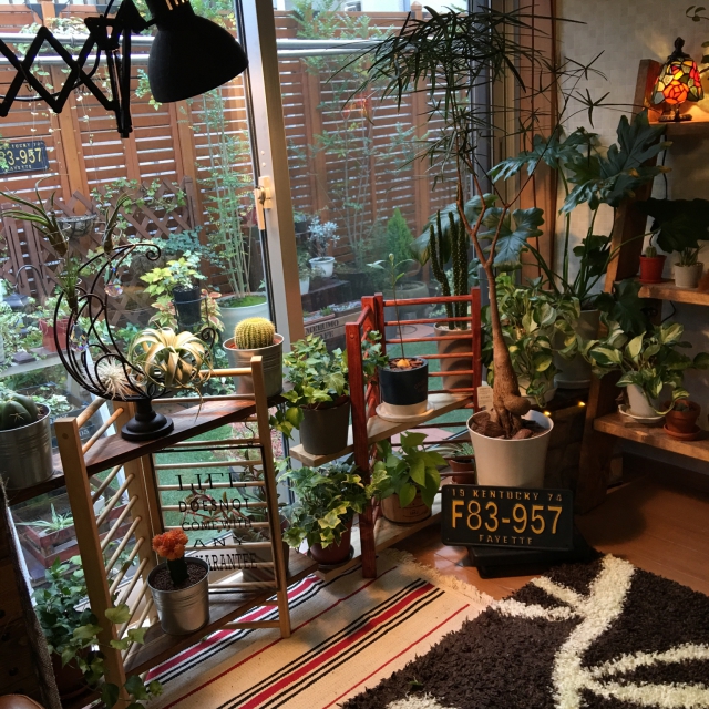 植物が主役 植物とともに暮らしているお部屋 Roomclip Mag
