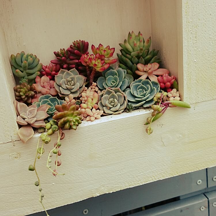 多肉植物も明るい色の寄せ植えに