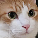 suki