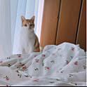 genmai.cat