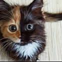 Tomo