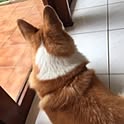 miiico