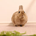 unicoon