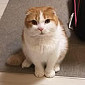 mrharu