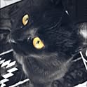 nez