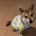 kona