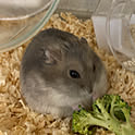 pesu