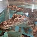 zoo