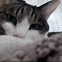 mu_chan