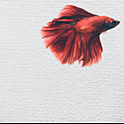 archi_brown