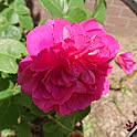 norinori