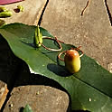 kureana