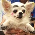 modachibi