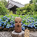 fujiyayu