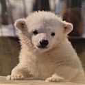 shirokuma