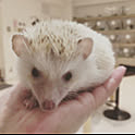 Hedgehog