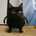 Kohei