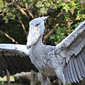 kyoma