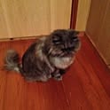 gizumo