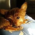 michi