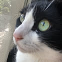 koji